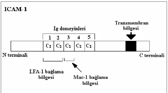 Şekil 2.4. ICAM-1’ in yapısı (Ergüler 2002).