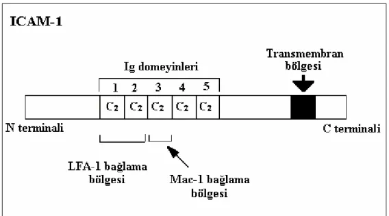 Şekil 2.4. ICAM-1’ in yapısı (Ergüler 2002).
