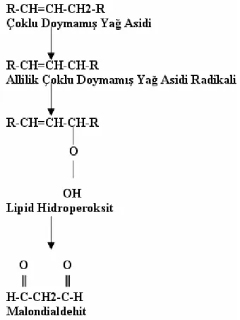 Şekil 1.4. Lipid peroksidasyonunun basamakları (Urso ve ark 2003). 