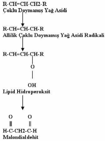 Şekil 1.4. Lipid peroksidasyonunun basamakları (Urso ve ark 2003). 