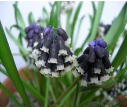 Şekil 2. Muscari discolor