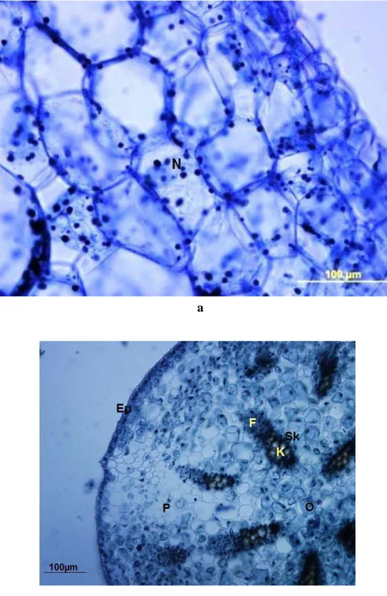 Şekil 5.  M. aucheri a. Soğan nişastalar (×40) b. Soğan enine kesiti (×20)  Ep Epiderma P Parankima Sk Sklerankimatik kın F Floem  K Ksilem 