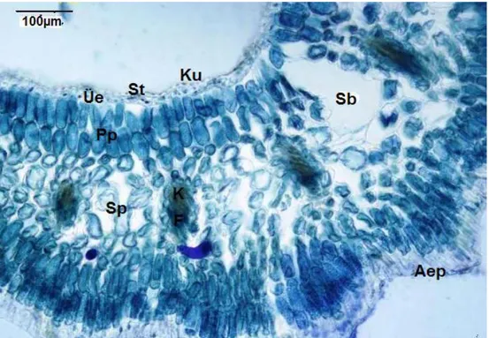 Şekil 6.  M .aucheri a. Yaprak enine kesiti (×20)  b. Yaprak enine kesiti (×40)  Ku Kutikula St Stoma Üe Üst Epiderma Sb Stoma altı boşluğu Pp Palizat parankiması Ae 