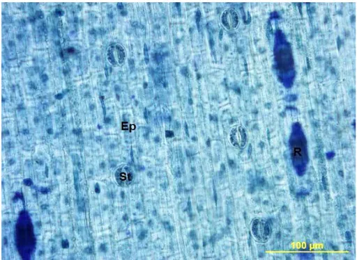 Şekil 8.  M. aucheri a. Yaprak alt  yüzeysel kesiti b. Rafit kristalleri (×40)                                        St Stoma Ep Epiderma R Rafit kristali