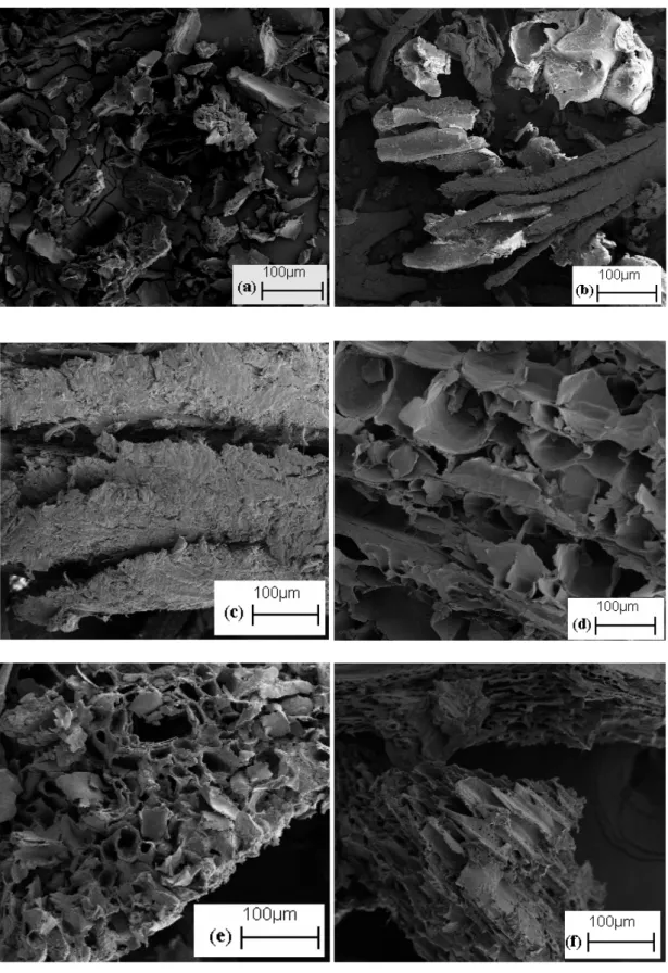Şekil 4.1.1:  Ağır metal adsorpsiyonu için kullanılan ağaç malzemelerinin ham ve modifikasyon ile  değişen SEM fotoğrafları
