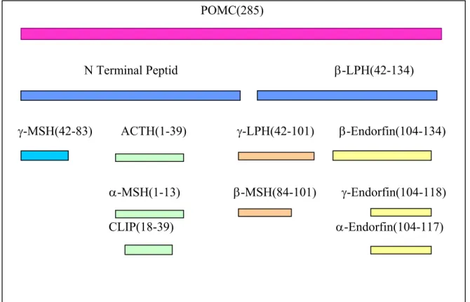 Şekil 2.3.   POMC ve ilgili peptidler (Murray ve ark 1993) 