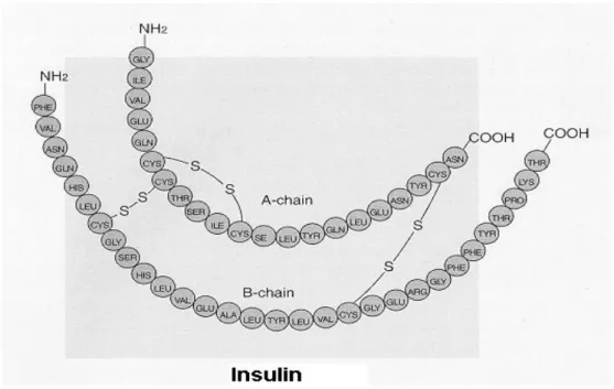 Şekil 2.6.   İnsan insülin molekülü (Anonim 2006c) 