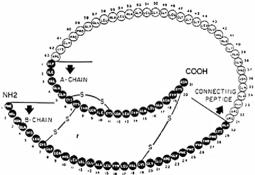 Şekil 2.8.  Domuz proinsülin  molekülü (Anonim 2004) 