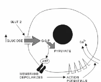 Şekil 2.10.  Beta-hücresinde insülinin salınımı (Anonim  2006d). 