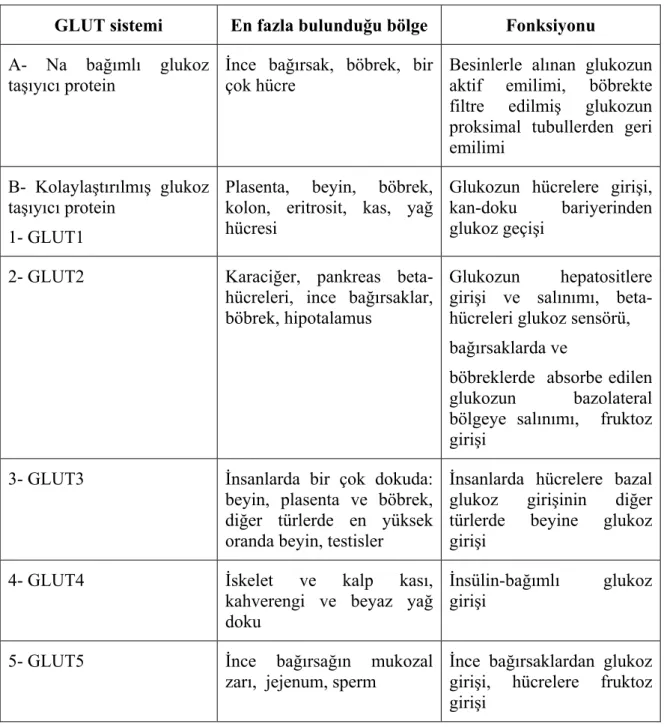 Tablo 2.3.  GLUT Proteinleri (Pessin ve Bell 1992, Anonim 2006b). 