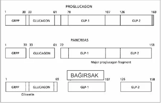 Şekil 2.14.   Glukagonun pankreas ve bağırsaklarda posttranslasyonal işlenmesi  (Anonim 2007c)