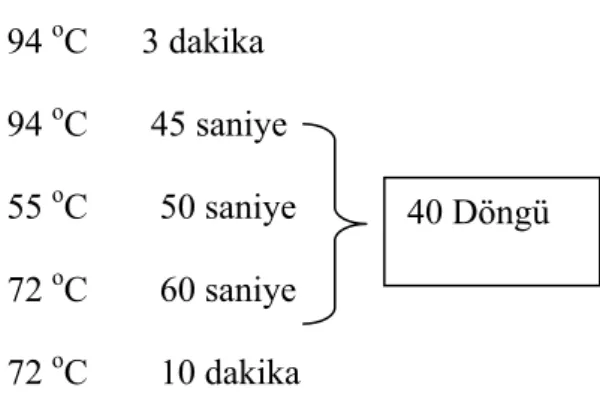 Çizelge 3.2.8.5 SYBR Green ile çalışılan MMP-3 ve TIMP-2 Q-PCR Amplifikasyon Koşulları 