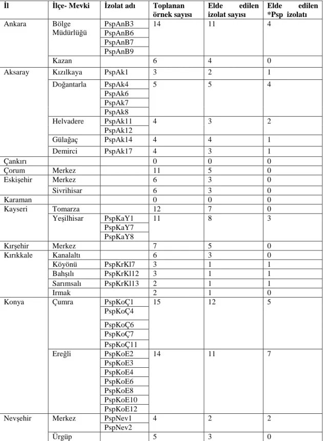 Çizelge  4.  Đç  Anadolu  Bölgesinde  örnekleme  yapılan  12  ilden  elde  edilen  toplam  bakteriyel izolat sayısı ve Pseudomonas syringae pv