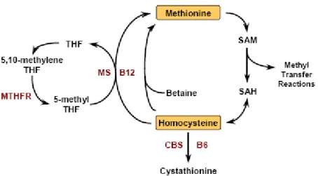 Şekil 4: Homosistein metabolizması (37). 