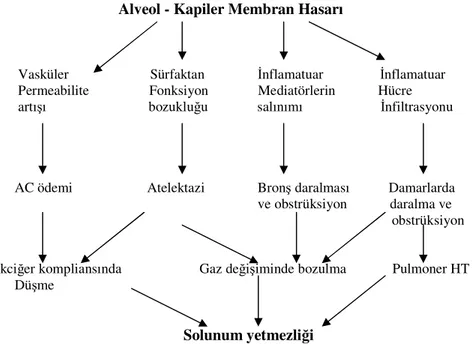 Şekil 1 :ARDS'de solunum yetmezliğinin patogenezi                                                                                             Alveol - Kapiler Membran Hasarı 