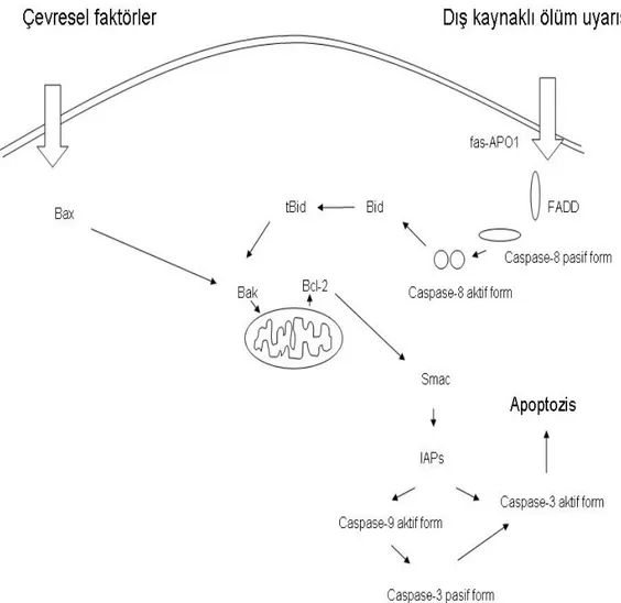 Şekil 1.1. apoptozisin hücre içinde ileti sistemi ile gerçekleşme yolu  (www.scq.ubc.ca)