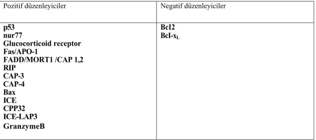 Tablo 1.3. Apoptozis Düzenleyicileri (Osborne 1996) 
