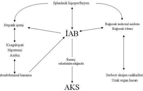 Şekil  2.2:    Ivatury  ve  ark  (1997)  tarafından  şematize  edilen  splanknik  hipoperfüzyonda  İAH tarafından oluşturulan kısır döngü