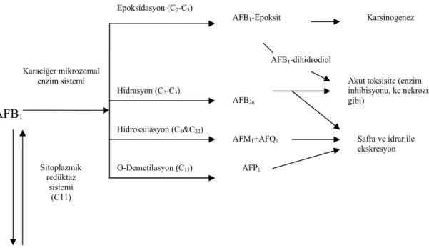 Şekil 2.2. Aflatoksin B 1 ’in metabolik yolları (Dalvi 1986) 