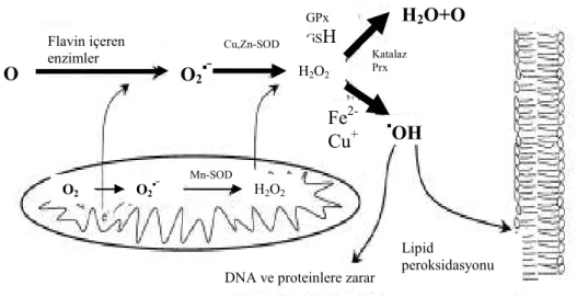 Şekil  2.3.  Hücrelerde  oksidatif  ve  antioksidatif  sistemlerinin  basitleştirilmiş  şekli  (Nordberg  ve Arner 2001) 