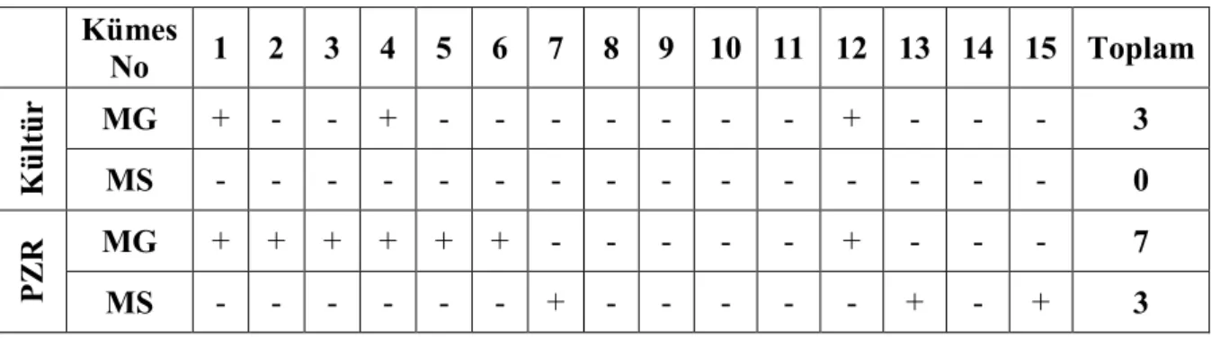 Tablo 4.2. Kümes bazında kültür ve PZR sonuçları  Kümes  No  1  2  3  4  5  6  7  8  9  10  11  12  13  14  15  Toplam  MG  +  -  -  +  -  -  -  -  -  -  -  +  -  -  -  3  Kültür  MS  -  -  -  -  -  -  -  -  -  -  -  -  -  -  -  0  MG  +  +  +  +  +  +  - 