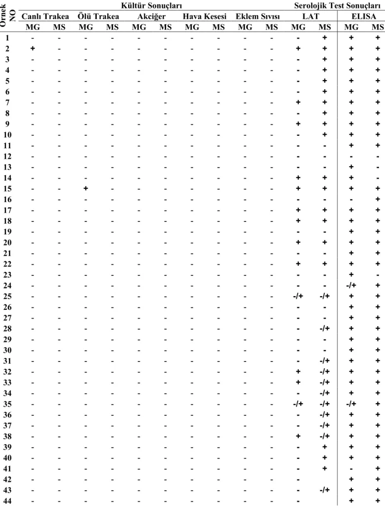 Tablo 4.6 Sıvap örnekleri alınan tavuklara ait kültür, LAT ve ELISA testi bulguları  