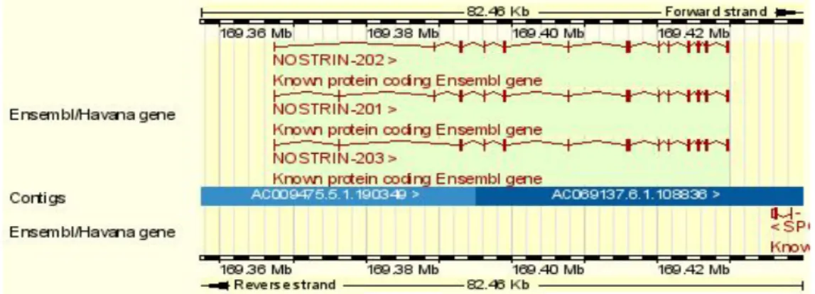 Şekil 1.6. eNOS geni.