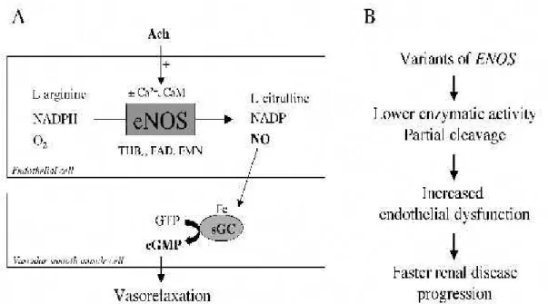 Şekil 1.9. Endotel hücre ve düz kasta eNOS’un enzimatik aktivasyonu http://www.sin-italy.org/vecchiosito/jnonline/vol16n3/449-f1.jpg