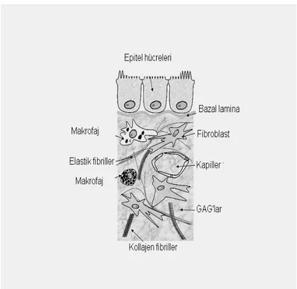 Şekil 4. Ekstrasellüler matriks (www.steve.gb.com / extracellular matrix.) 