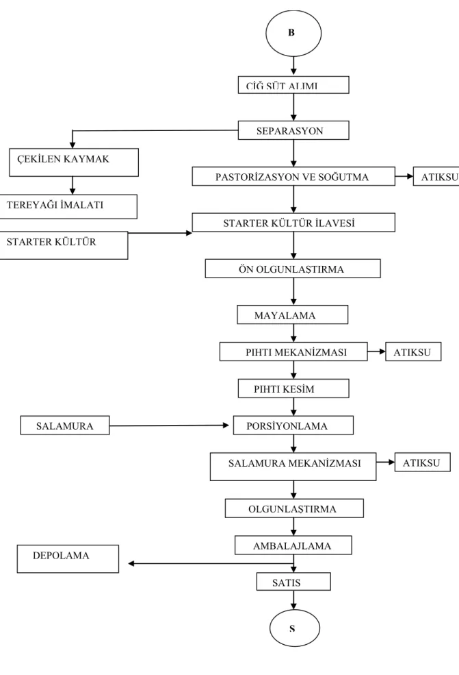 Şekil 3.5. Beyaz peynir imalat akış şeması B ÇİĞ SÜT ALIMI   SEPARASYON       PASTORİZASYON VE SOĞUTMA          STARTER KÜLTÜR İLAVESİ  PORSİYONLAMA     SALAMURA MEKANİZMASI     OLGUNLAŞTIRMA    AMBALAJLAMA STARTER KÜLTÜR          ÖN OLGUNLAŞTIRMA MAYALAMA