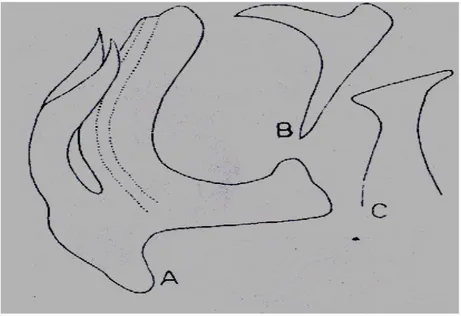Şekil  4.1.  Zyginidia  sohrab’da  a)  aedeagus  b)  Üst  pygofer  uzantısı            c) Paramerin uç kısmı (Kalkandelen, 1985’den)
