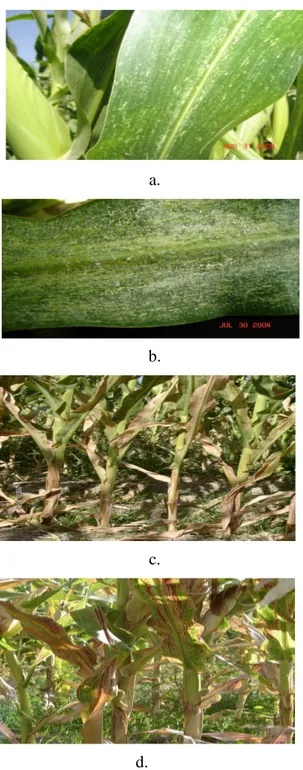Şekil 4.3. Zyginidia sohrab’ın mısır bitkisinde meydana getirdiği zarar belirtileri. 