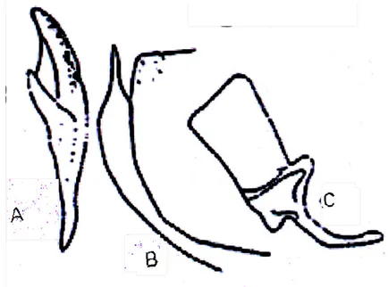Şekil 4.4.  Empoasca  decipiens’de  a)  aedeagus  b)  pygofer  lobu  c)  anal  tüp     (Güçlü ve Özbek 1994’den)   