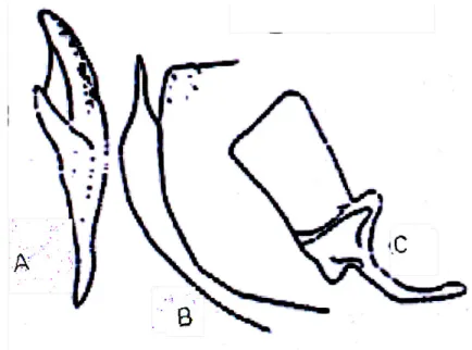 Şekil 4.4.  Empoasca  decipiens’de  a)  aedeagus  b)  pygofer  lobu  c)  anal  tüp     (Güçlü ve Özbek 1994’den)   