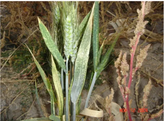 Şekil 4.6. Zyginidia sohrab erginlerinin bulunduğu kendi gelen buğday bitkisi ve  yapraktaki beslenme zararı 