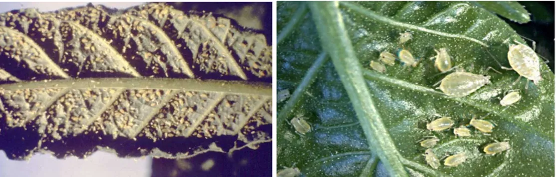 Şekil 3.9. Hıyar bitkisi üzerindeki Myzus persicae kolonisi  3.2.3. Uçucu Yağların Hazırlanması 