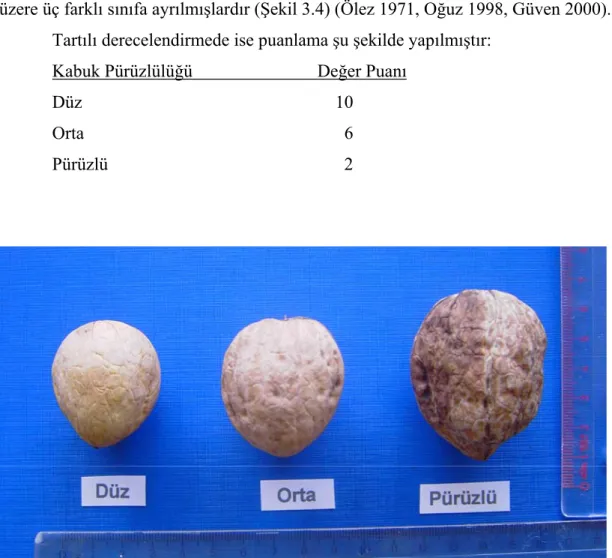 Şekil 3.4. Kabuk Pürüzlülüğü Skalası 