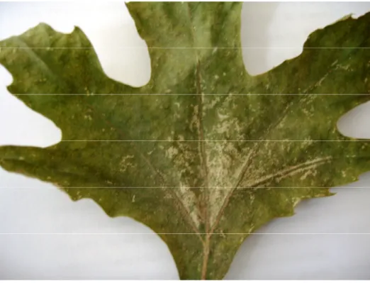 Şekil 4. 3. Eotetranychus populi’ nin a) Çınar (Platanus orientalis) ve b) Söğüt  (Salix sp.) yapraklarındaki zararı  