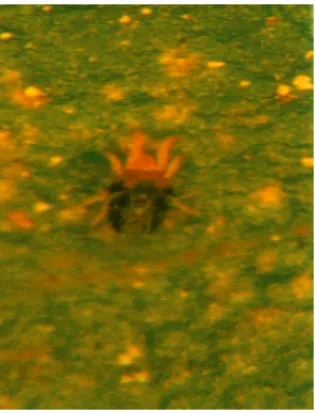 Şekil 4. 5. Tetranychus viennensis kışlayan dişisi  (Anonymous 2006 b)  