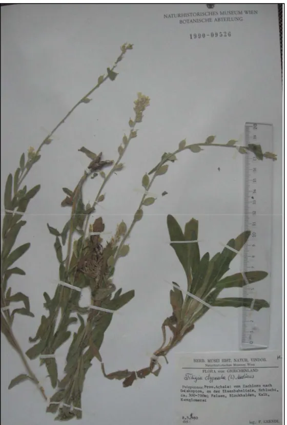 Şekil 4.2.  Fibigia clypeata subsp. clypeata var. clypeata’nın  herbaryum örneği (W) 
