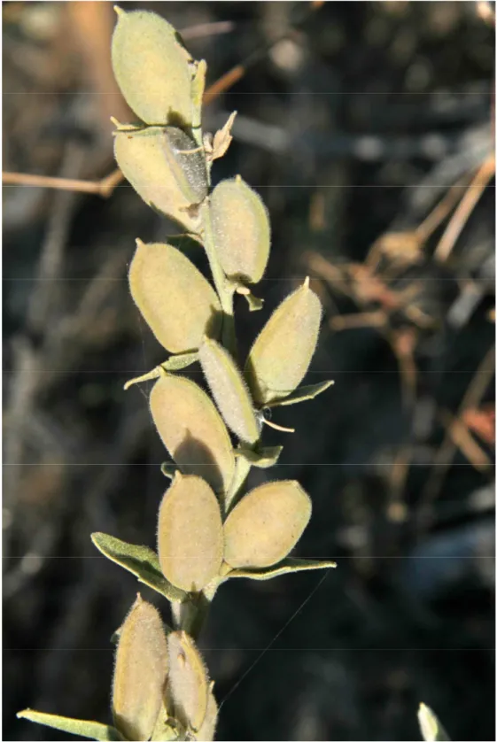 Şekil  4.6.  Fibigia  clypeata  subsp.  clypeata  var.  eriocarpa’nın  brakteli  doğal  görünüşü 
