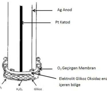 Şekil 1.7. Clark’ ın enzim metodu (Abasıyanık, 2008) 