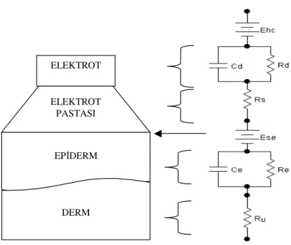 Şekil 3.6 Bir yüzey elektrodunun toplam eşdeğer devresi 