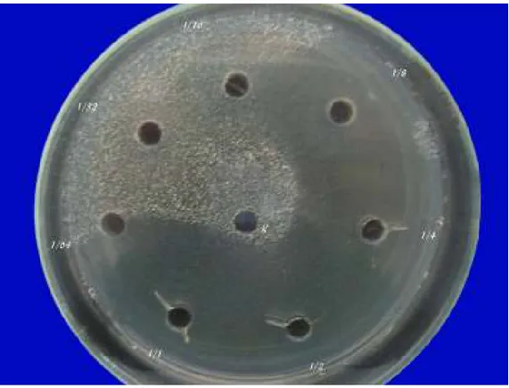 Şekil  4.1.2.  Sarımsak  ekstraktının  test  bakteri  suşlarından  Staphylococcus  aureus   ATCC 25923’ e antibakteriyal etkisi
