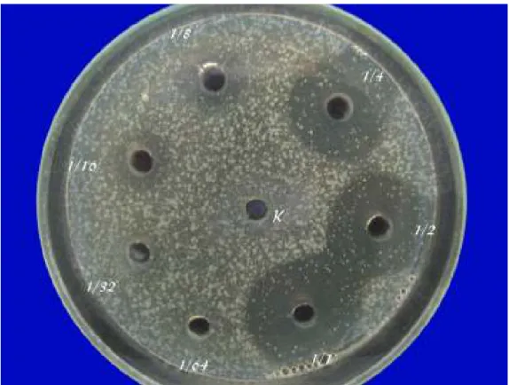 Şekil  4.1.3.  Sarımsak  ekstraktının  test  bakteri  suşlarından  Salmonella  typhimurium  ATCC 14028’ e antibakteriyal etkisi