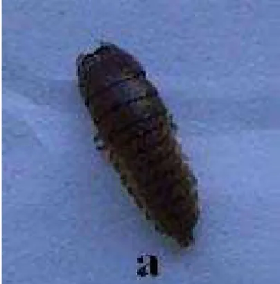 Şekil 4.5. Zabrus spp.’nin a) prepupası ve b) pupası