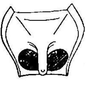 Şekil 4.8. Zabrus Clairv. cinsinin 1. çift bacakların kapalı coxa çukuru (taralı alan)
