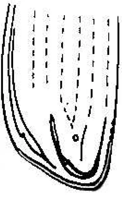 Şekil 4.10. Zabrus Clairv. cinsinin elytra nihayetinin morfolojik özelliği