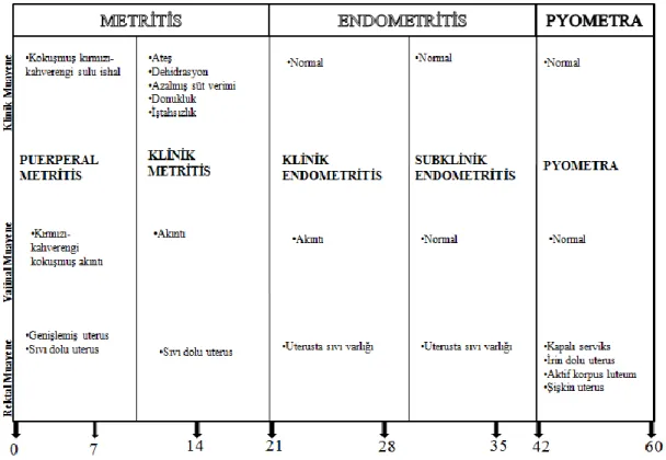 Tablo 1.4.  Postpartum günlere göre şekillenen uterus hastalıklarının sınıflandırılması