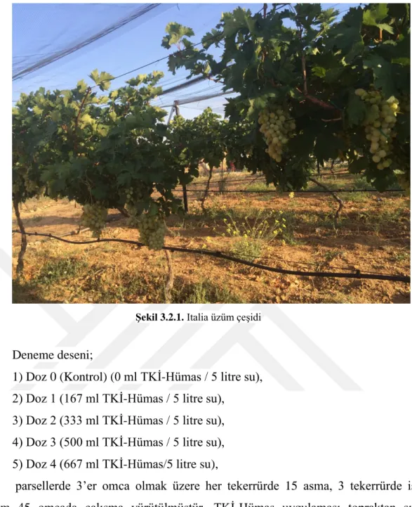 Şekil 3.2.1. Italia üzüm çeşidi 